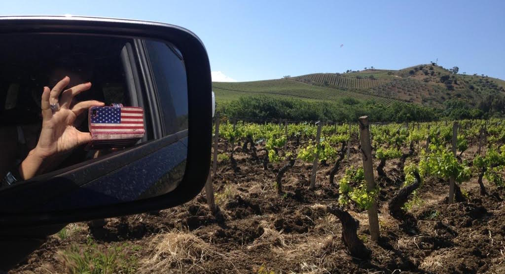 Suzanne Branciforte's Italian Grapevine