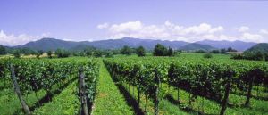 Franciacorta-Vineyards-Courtesy-of-Bresciatourism